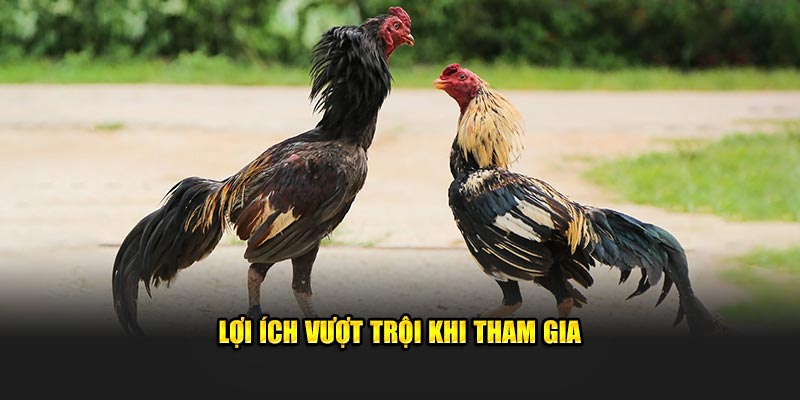 Lợi ích vượt trội khi tham gia