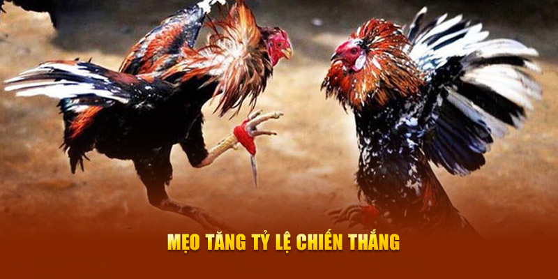 Mẹo tăng tỷ lệ chiến thắng