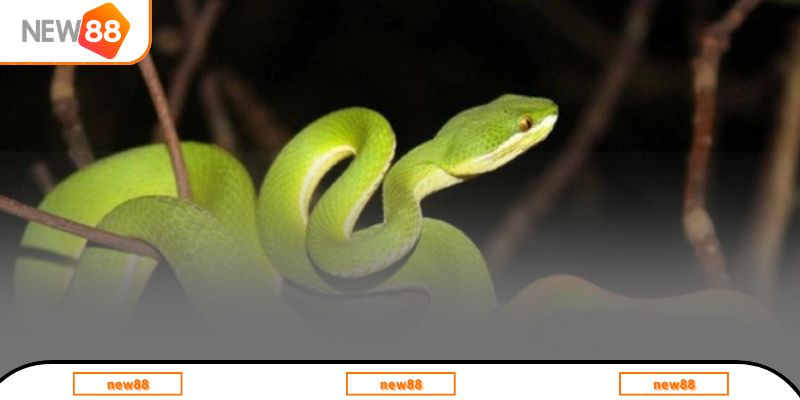 Ý nghĩa của chiêm bao rắn bò lên cây